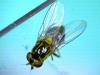 Thaumatomyia notata